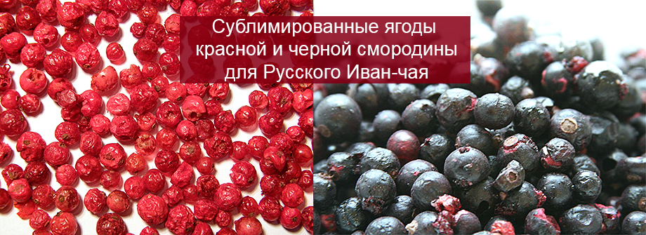 Сублимированные ягоды смородины в Иван-чае со смородиной