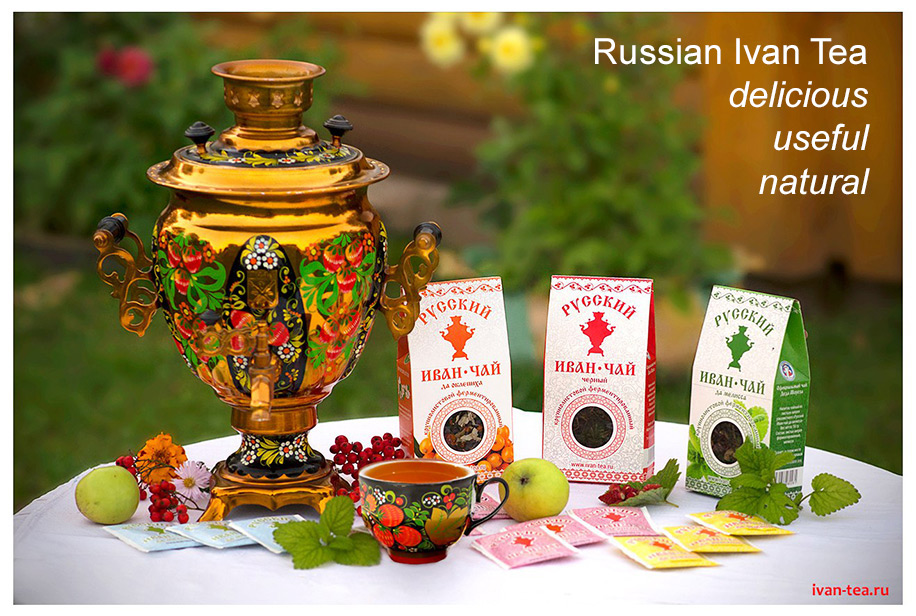 Russian Ivan Tea: delicious, useful, natural