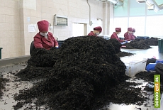 Компания «Торговый Дом «Русский чай» запустила новые производственные линии в городе Череповце